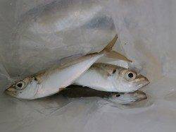 今年最後の南港海釣り公園、チヌ45cmの大物も!