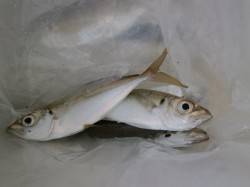 今年最後の南港海釣り公園、チヌ45cmの大…