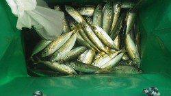 みなべ堺堤防　サビキでマルアジ30尾☆