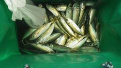 みなべ堺堤防　サビキでマルアジ30尾☆