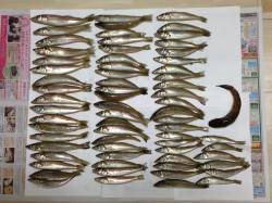 佐野の投げ釣りでキス74匹！ 引き存分に味…