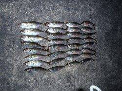 釣友とノンビリお喋りしながらアジング～♪