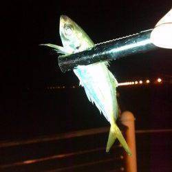 舞洲でアジング、楽しめました(^^)v