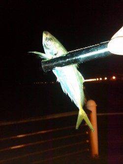 舞洲でアジング、楽しめました(^^)v