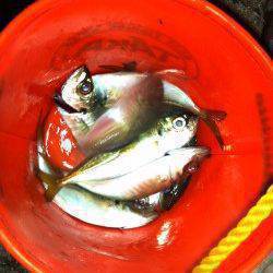 舞洲でアジング、楽しめました(^^)v