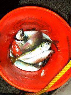 舞洲でアジング、楽しめました(^^)v