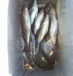 和深・深見渡船で双子の子へフカセ釣りに