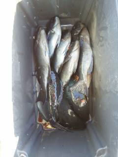 和深・深見渡船で双子の子へフカセ釣りに