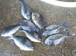 御坊カッオ島へ今年最後の釣り納めに