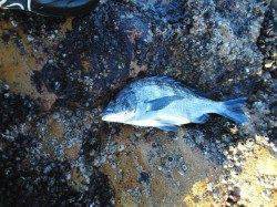 御坊カッオ島へ今年最後の釣り納めに