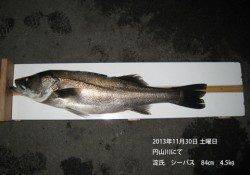 円山川でシーバス84㎝！