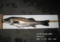 円山川でシーバス84㎝！