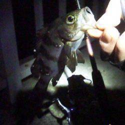 大蔵海岸でメバリング！ボトムのリアクションバイトでメバル・ガシラ