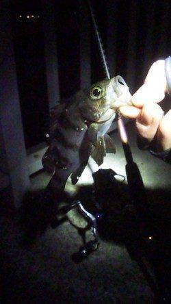 大蔵海岸でメバリング！ボトムのリアクションバイトでメバル・ガシラ