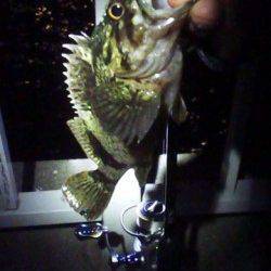 大蔵海岸でメバリング！ボトムのリアクションバイトでメバル・ガシラ