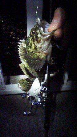 大蔵海岸でメバリング！ボトムのリアクションバイトでメバル・ガシラ