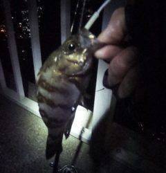 大蔵海岸でメバリング、シャローエリアでメバル・アジ他