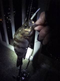 大蔵海岸でメバリング、シャローエリアでメバ…