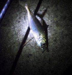 大蔵海岸でメバリング、シャローエリアでメバル・アジ他