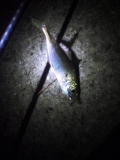 大蔵海岸でメバリング、シャローエリアでメバル・アジ他