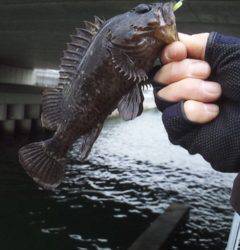 ストラクチャー周りでタケノコメバル連発！