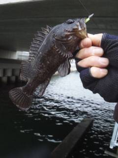 ストラクチャー周りでタケノコメバル連発！