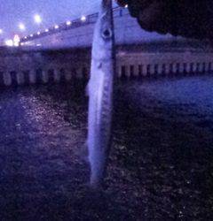 ストラクチャー周りでタケノコメバル連発！