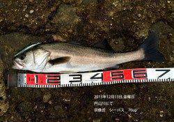 円山川でシーバス 70up 2本！！