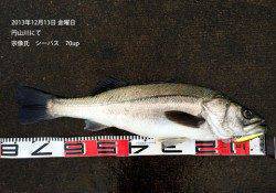 円山川でシーバス 70up 2本！！