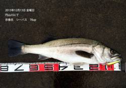 円山川でシーバス 70up 2本！！