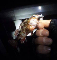 大蔵海岸深夜釣行、マイクロワインドでガシラ・アジ