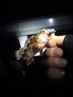 大蔵海岸深夜釣行、マイクロワインドでガシラ…