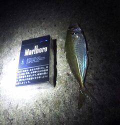 大蔵海岸深夜釣行、マイクロワインドでガシラ・アジ