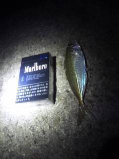 大蔵海岸深夜釣行、マイクロワインドでガシラ・アジ