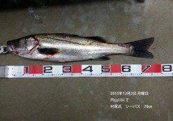 円山川にて78cmのシーバスをキャッチ