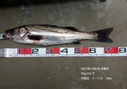 円山川にて78cmのシーバスをキャッチ