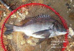 久美浜で46cmの良型チヌ！