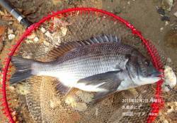 久美浜で46cmの良型チヌ！