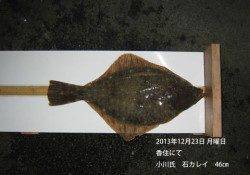 香住にて石カレイ46㎝！