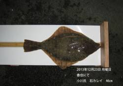 香住にて石カレイ46㎝！