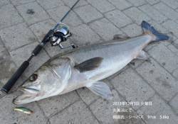 久美浜で91cm・5.6kgのシーバスＧＥ…