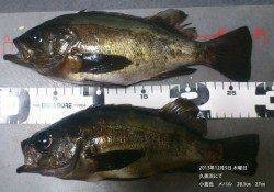 久美浜で良型メバル、28.5㎝&27㎝！