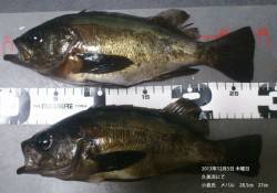 久美浜で良型メバル、28.5㎝&2…