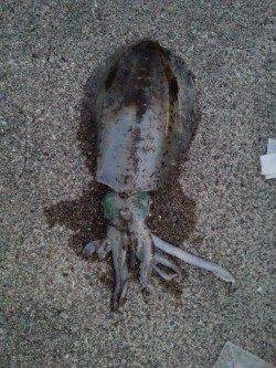 唐尾漁港　日中のエギングで500g前後のアオリイカがヒット