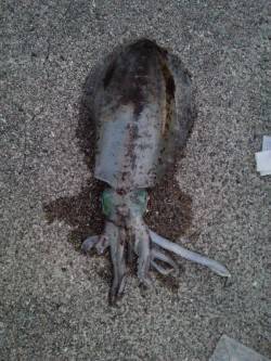 唐尾漁港　日中のエギングで500g前後のア…