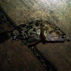 舞洲 真夜中のアジング釣行でアジ狙い