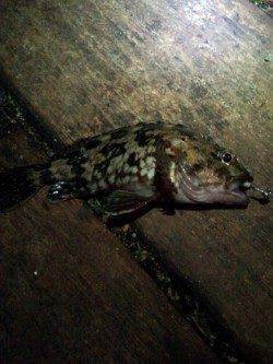 舞洲 真夜中のアジング釣行でアジ狙い