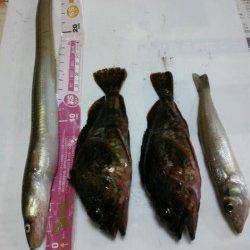 北公園　投げ釣りでアナゴ・ガシラ・キスの釣果☆