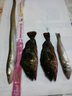 北公園　投げ釣りでアナゴ・ガシラ・キスの釣…