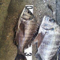 佐野漁港　午前中のフカセ釣りでチヌ狙い